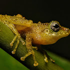 Covert Bush Frog