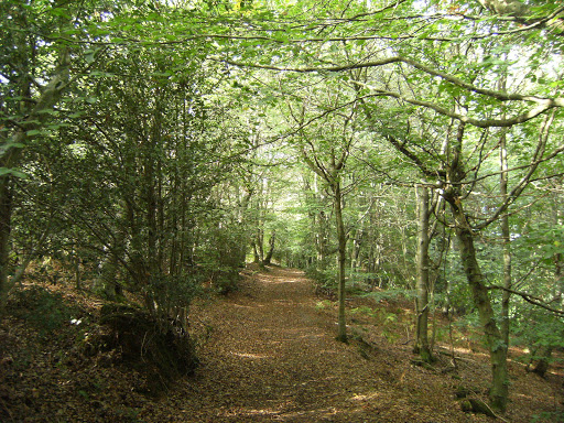 DSCF9682 Through Grinstead Wood