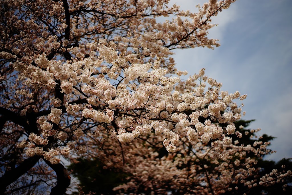 Tokyo hanami