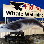 Elding Adventure at Sea whale watching located next to the whale steak restaurant in Reykjavik, Iceland 