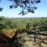 Panorama sur la forêt