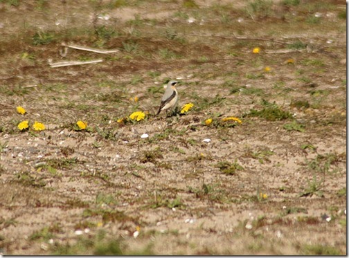 9-Wheatear