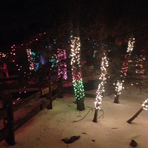 Stone Zoo In Stoneham Ma Lights