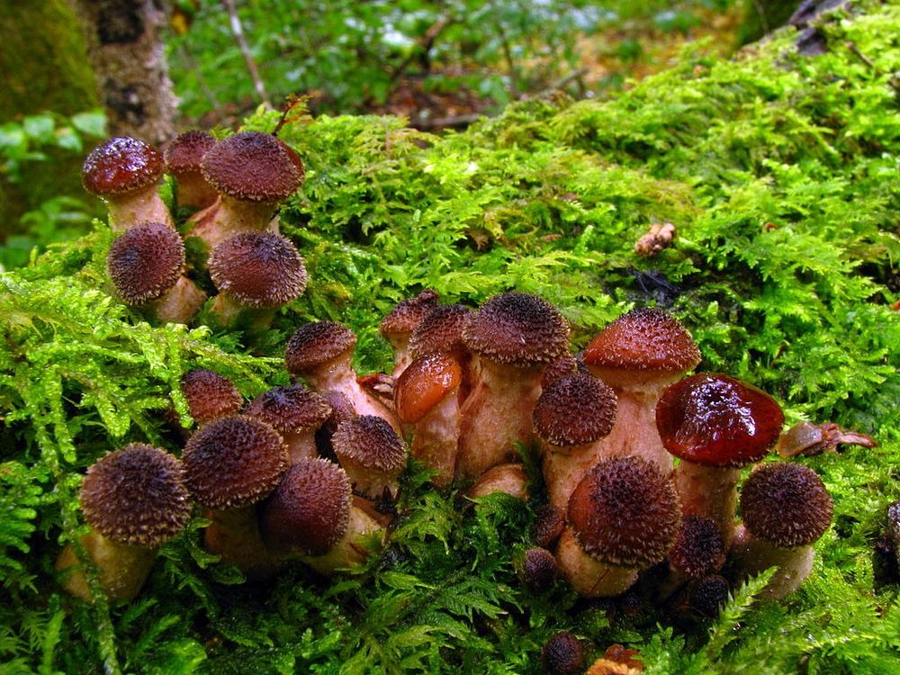 humongous-fungus-3