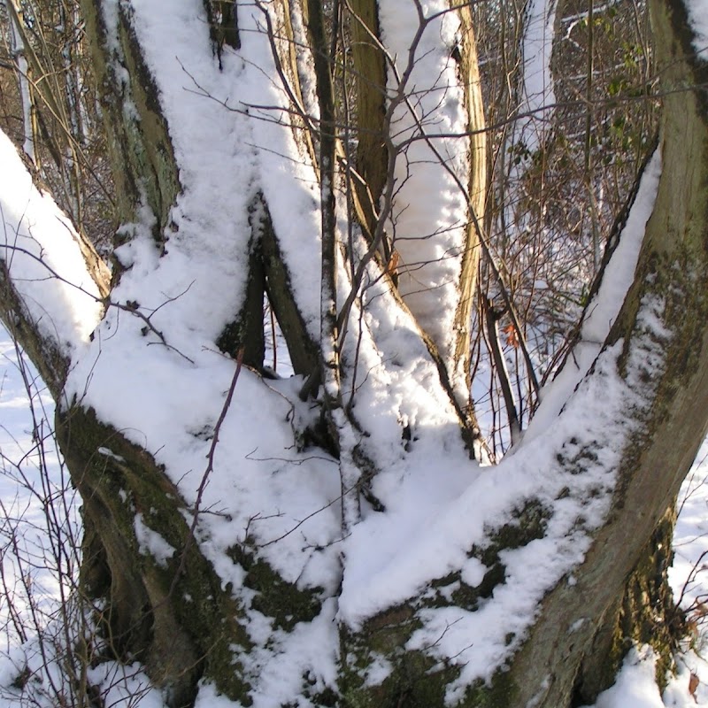 Tattenhoe_15 Snowy Trees.jpg Tattenhoe_15 Snowy Trees.jpg