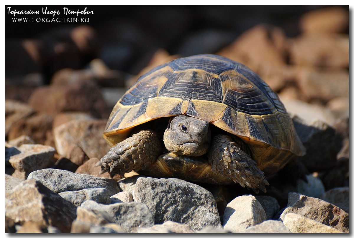 Черепаха никольского. Средиземноморская черепаха Testudo Graeca. Средиземноморская черепаха Никольского. Черепаха Никольского Утриш. Средиземноморская черепаха в Анапе.