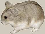 파일:external/hamsterific.com/Dif_Russian.jpg