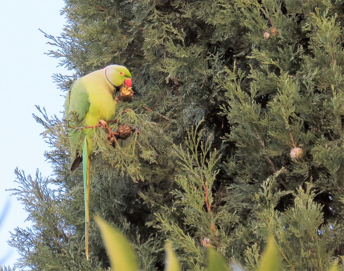 Ring-necked Parakeet