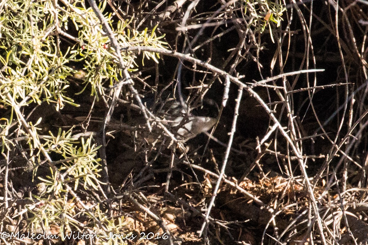 Sardinian Warbler; Curruca Cabicinegra