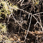 Sardinian Warbler; Curruca Cabicinegra