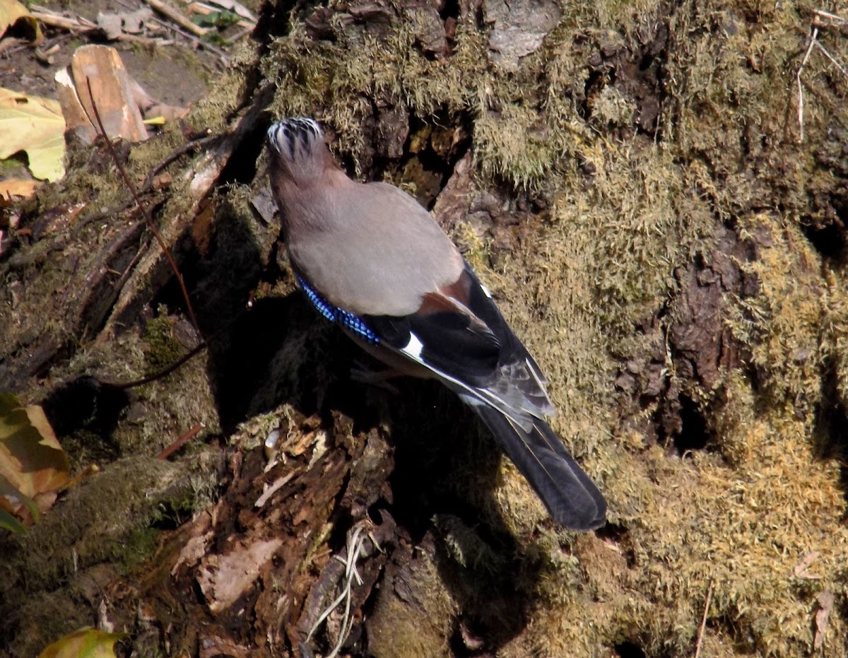 Eurasian jay