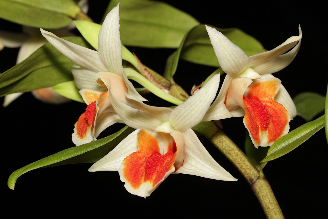 Dendrobium Dawn Maree IMG_0106_v1