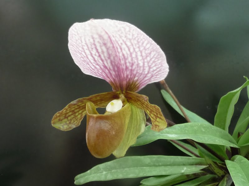 Paphiopedilum charlesworthii 'N1' P1170081