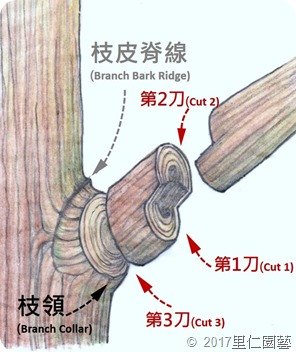 樹木大枝幹三切法03