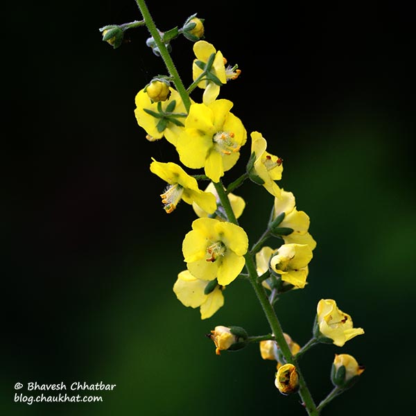 String of flowers