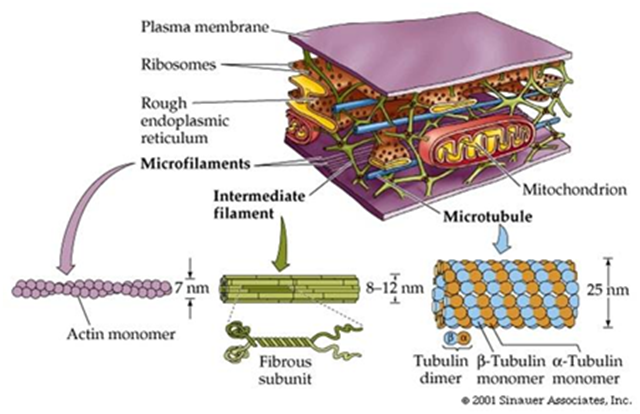 sitoskeleton