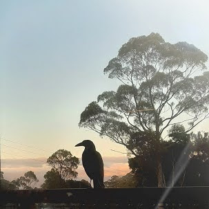 'A Bird's Eye View' Strahan