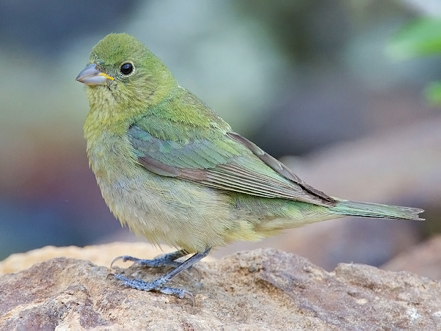 female painted bunting