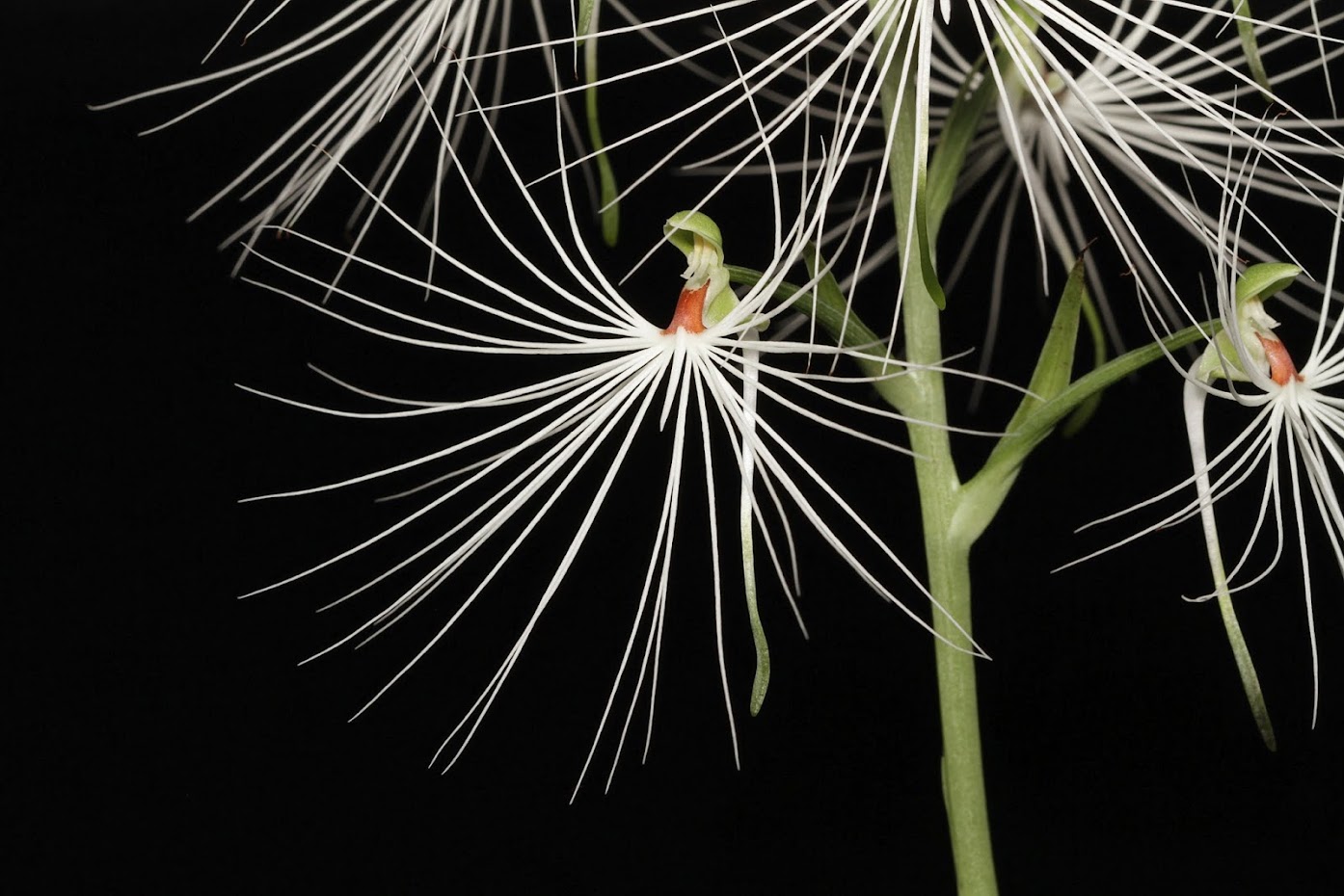 Habenaria myriotricha IMG_4347%2B%28copie%29