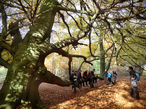 CIMG9697 Testing the strength of the conjoined beech trees