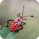 Download Insects Wallpaper For PC Windows and Mac 1.02