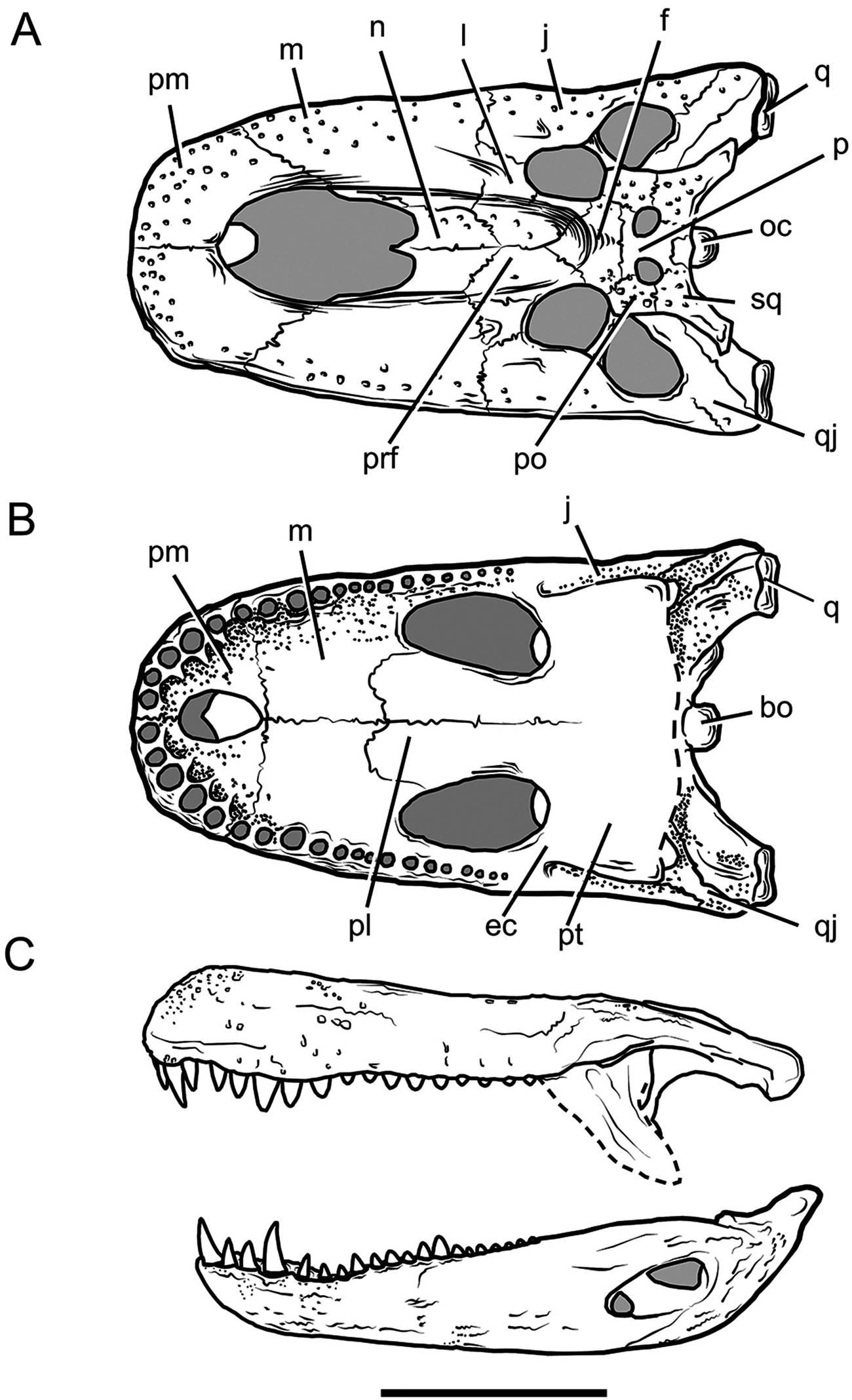 파일:external/upload.wikimedia.org/Purussaurus_skull.png