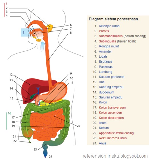 Sistem pencernaan pada manusia