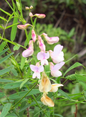 flowers that change a lot as they age