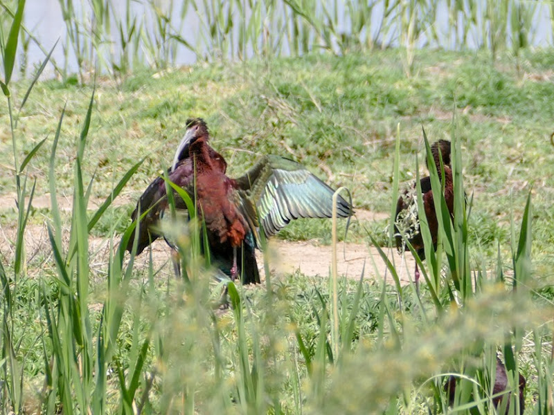 White-faced Ibis P1000724