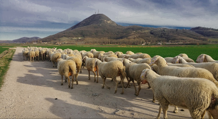 il gregge a spasso di massimo_lazzarin