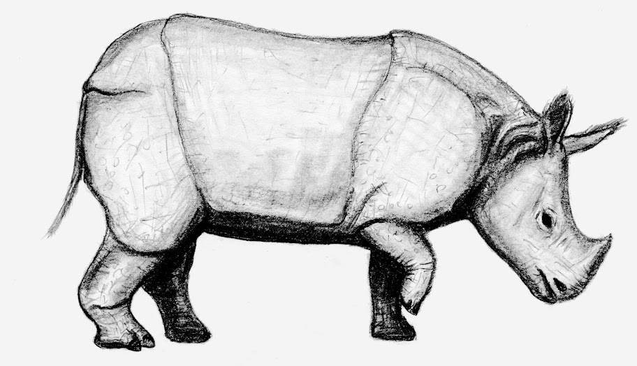 Rhinoceros unicornis