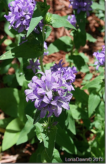 Clustered Purple Bellflower