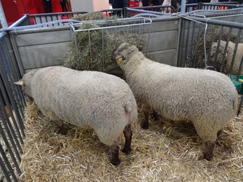 2018.02.25-060 moutons vendéens