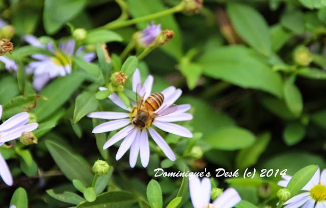 A bee on the daisy