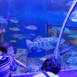 underwater tunnel at the Shinagawa Aquarium in Shinagawa, Japan 