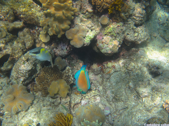 CAIRNS Y LA GRAN BARRERA DE CORAL - AUSTRALIA: UNA AVENTURA DE CONTRASTES (4)