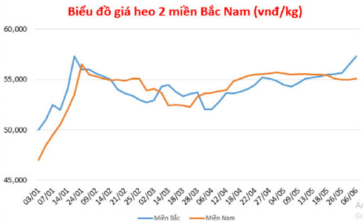 Thế khó của ngành chăn nuôi heo - Ảnh 2.