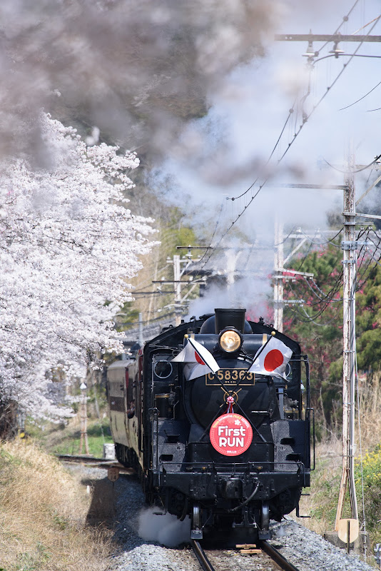 180331 上長瀞の桜とSLパレオ