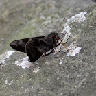 Perichares ruby eye skipper