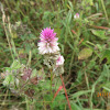 Silver Spiked Cockscomb