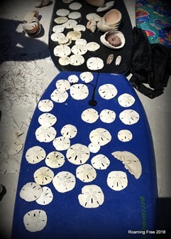 LOTS of sand dollars