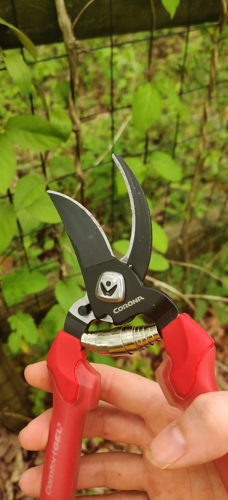 Removing Invasive Honeysuckle & Burning Bush