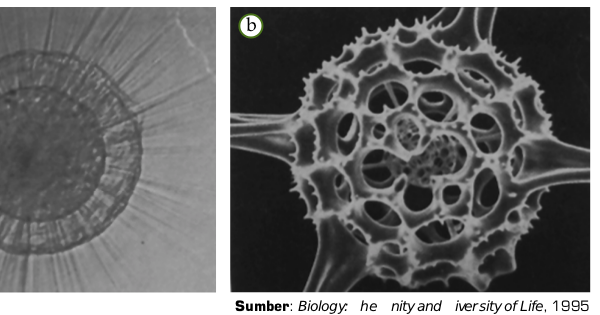 Actinopoda - Protista Mirip Hewan - Pengertian 