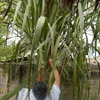 Cortando hojas de cañaflecha Cortando hojas de cañaflecha