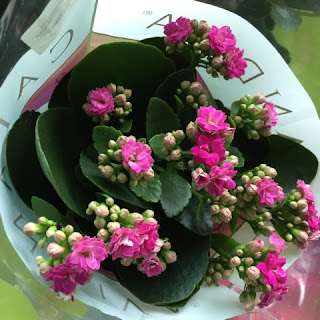 Purple Kalanchoe from Holland