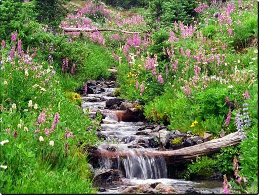 Badger Valley, Olympic National Park, Washington.jpg