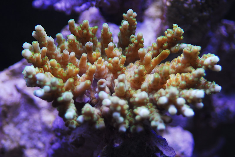 coral20110527-12.jpg