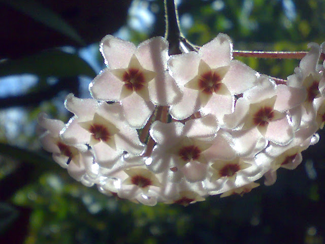 Mi Hoya Thomsonii 240920118822