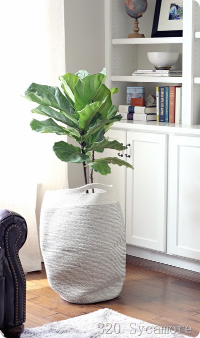 fiddle leaf fig