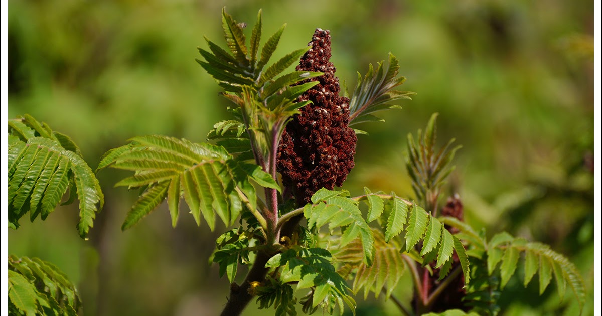 Rhus toxicodendron 9 ch para que sirve